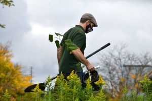 Groundskeeper walking through bushes