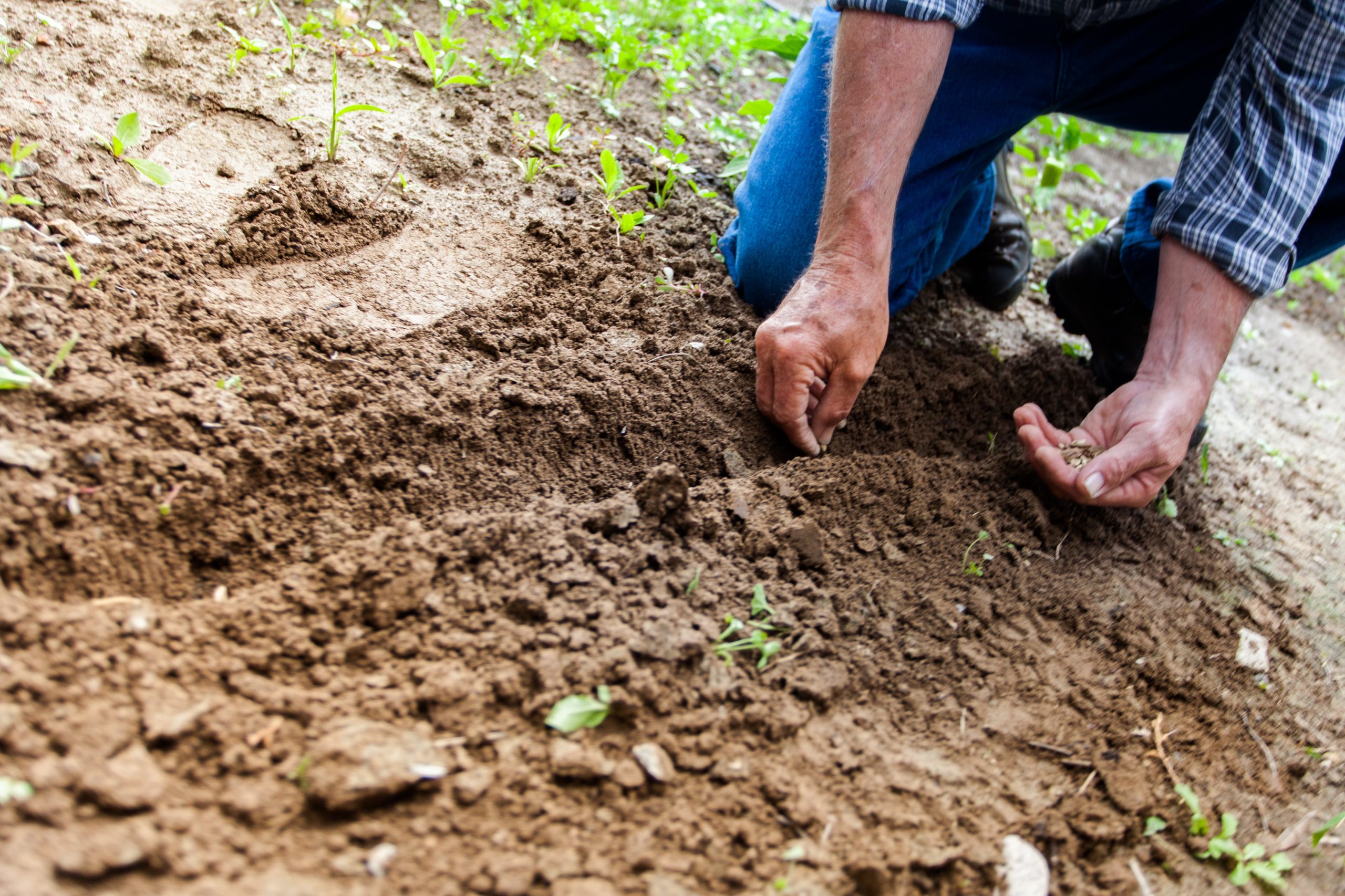 Groundskeeper working with dirt and planting plants