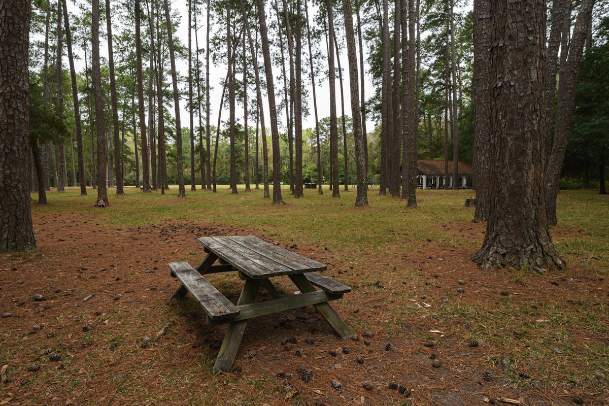 A park bench in the middle of the woods