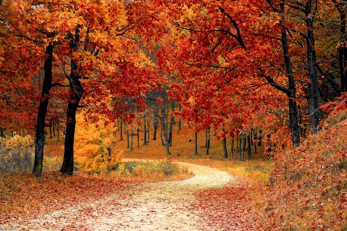 A road view of a bunch of trees with red leaves
