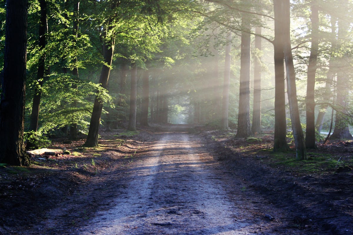 A road going through the woods with the sun rays shining through